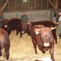 Après leur déchargement, chaque animal est pesé, enregistré, alloté.