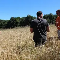 Premier examen prometteur de l’orge brassicole de Cyril et Béatrice Bromet, qui ne devrait pas tarder à être moissonnée.