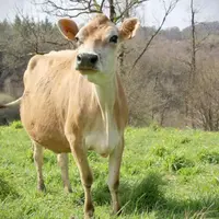 Les qualités de la race étaient rappelées par Jersiaise France lors d’une journée technique programmée dans le Cantal.