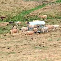 Patrick Bénezit avec les éleveurs de l’Aubrac, un secteur où il manque jusqu’à 70 % de récolte.