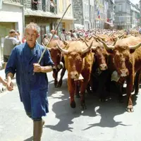 Le troupeau de l’élevage Oculy se fraie un passage dans les rues d’Allanche.