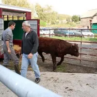 Le dernier lot de veaux salers qui sera abrité par la station de Sansac-Veinazès est entré jeudi 19 octobre.