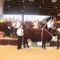 Les cinq animaux champions du Sia 2008.