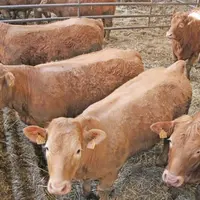 Babynettes, broutards alourdis... des voies d’engraissement qui ont démontré leur pertinence économique.