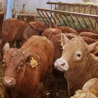 Le revenu moyen disponible est plus élevé en lait, mais comme en viande, il baisse nettement depuis 2019. 
