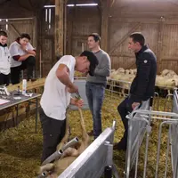 Les épreuves pratiques du matin permettent de juger des aptitudes des jeunes dans l’observation et la contention des animaux.