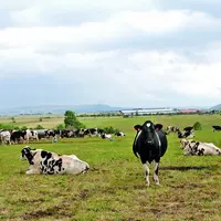 Mickaël et son frère Frédéric distribuent chaque jour quatre ballots de foin à leurs vaches.