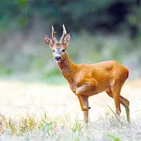 Les chasseurs de grand gibier considèrent que le nombre des chevreuils a trop diminué pour maintenir les plans de chasse à leur niveau actuel.