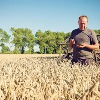 Le redressement en 2017 de la valeur de la production de céréales est uniquement dû à la forte hausse des volumes.