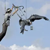 Encore une fresque géante orchestrée par les Nantais du Royal de Luxe : “Rue de la chute” (1 h 15) interprétée du 21 au 24 août.
