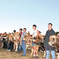 Les championnes à l’issue d'un concours qui a réuni la famille aubrac et de nombreux visiteurs.