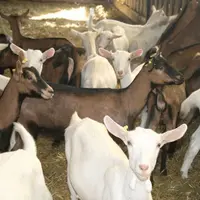 En Auvergne, 17 projets d’installations en ovins-caprins ont été acceptés en CDOA en 2011.