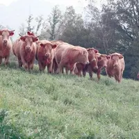 Michel Noyer, éleveur à Saint-Chamant, prépare un lot de génisses grasses salers croisées charolais pour 2008.