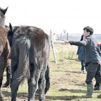Début avril, des clients japonais étaient venus en repérage dans le Cantal, jauger de la qualité des animaux. 