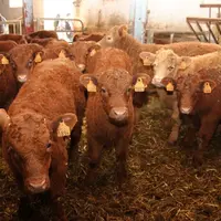 La productivité, à commencer par l'objectif d'un veau par vache et par an, est la planche de salut de l'élevage allaitant.