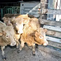 Races salers et aubrac sont très prisées de nombre de pays tiers a confirmé le directeur adjoint de la DGAI.