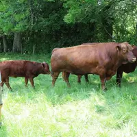 Hervé Lacalmontie aux côtés de Numérobis, le premier taureau angus acheté par le Gaec.