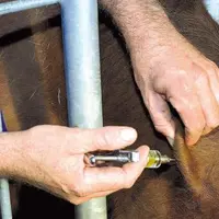 Une analyse virologique est désormais nécessaire sept jours maximum avant le départ des animaux de la zone réglementée.