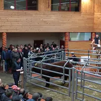 Soixante-huit veaux sont entrés à la station, 42 ont été mis aux enchères.
