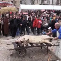 Préparation du cochon sur le foirail de La Roquebrou.