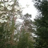 Quatre-vingts pourcents des forêts cantaliennes sont privées.