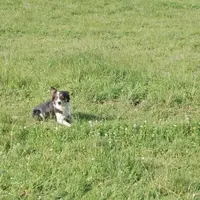Elsy aura bientôt la maturité d’un bon chien de troupeau. Le curseur : avoir autant d’années que de pattes.