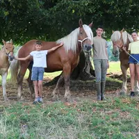 La famille Irlande entoure Nuage, le poulain d'Ivana, Ivana et Kolline.
