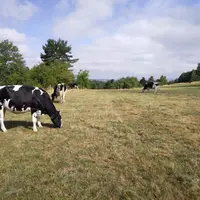 En Margeride, les ruptures de pâture sont imminentes, déjà effectives à certains endroits.