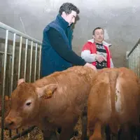Des veaux de lait élevés par Jean-Paul Andrieu et son fils Rémi qui vient de s’installer à ses côtés.