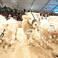 Le Zénith accueillera le National charolais, avec plus de 400 spécimens de la race.