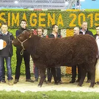 Indianna, sacrée championne polled inter-races au Simagena 2015, porte de Villepinte.