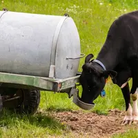 La consommation annuelle des animaux d'élevage est évaluée à 
9,3 Mm3, soit 0,14 % de la pluviométrie.
