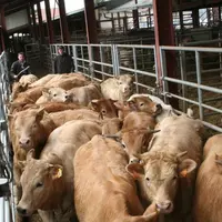 La France exporte aujourd'hui 747 000 broutards et en engraisse 586 000.