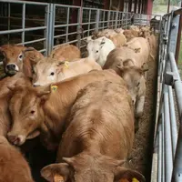 Avec un effectif de 98 700 broutards recensés en 2011, le Cantal est le premier département français - et de loin - producteur de maigre.