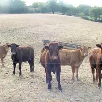 Si elle se confirme, la sécheresse pourrait finir de fragiliser une agriculture locale déjà affaiblie.