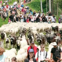 Derniers hectomètres pour les brebis qui ont parcouru en 2012 180 km depuis le Lot pour rallier Le Lioran.