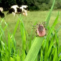Les principales maladies dangereuses pour les élevages bovins sont l’ehrlichiose, la piroplasmose ou l’anaplasmose.