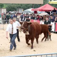 200 éleveurs étrangers sont attendus du 14 au 17 septembre à Salers pour des journées internationales qui se termineront autour du concours national d
