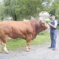 Olivier Bladou présentera “As”, un taureau de 1250 kg né en janvier 2005.