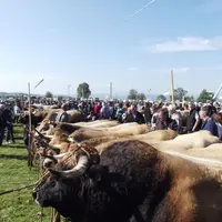 Quarante-sept exposants, 383 animaux exactement : les chiffres étaient positifs pour ce Départemental.