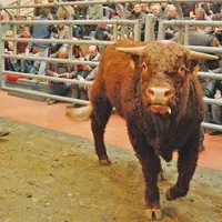 Selon le herd book salers, la vache rouge reste l'une des races ayant "le meilleur potentiel d'adaptation".