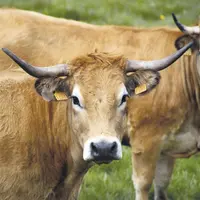 Et si rien ne change d'ici 2030, il y aura 600 000 vaches de moins, et on pourrait même atteindre plus d'un million de moins dans les scénarios les pl