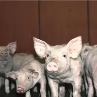 Un début d'année 2022 qui voit l'instauration de la contractualisation obligatoire et la fin de la castration à vif.