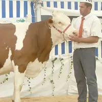 Deux vaches couvertes de prix : Sophie la montbéliarde (à l’élevage Cussac-Fouillet) et Salinoise Starlili la prim’holstein (à Noël Damon).