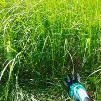 L'analyse de l'herbe permet de mesurer les indices d'azote, de phosphore et de potassium.