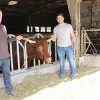 Lorraine, une paisible salers, docile comme ses consœurs, apprécie la compagnie de celui qui l’a élevée et de celui qui lui a succédé.