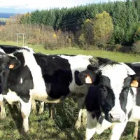 La méthode parfaitement au point et très complète s’avère de surcroît très fiable pour permettre la progression génétique.