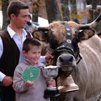 92 éleveurs du Cantal, de l’Aveyron et de la Lozère ont participé ce week-end au Spécial aubrac à Saint-Flour.