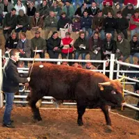 Deux taureaux ont atteint ou dépassé le seuil des 7 000 euros, dont “Agrume” (photo), acheté par deux éleveurs du berceau.