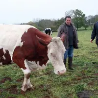 Passionné de montbéliardes, Johan Meynial a aussi œuvré aux côtés de Pierre Meihoc et de son fils à la préparation d’Ultime, sacrée championne pour la